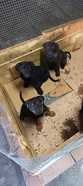 Vendita cuccioli cane corso