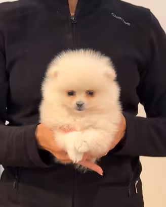 POMERANIA LINEE AMERICANE BIANCHI