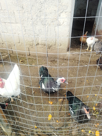 Disponible papero maschio