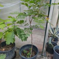 Koelreuteria paniculata