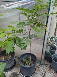 Koelreuteria paniculata