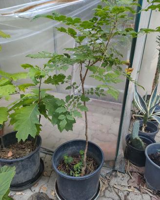 Koelreuteria paniculata