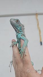 Iguane blu