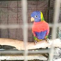 Lori arcobaleno