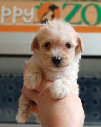 Cuccioli di Maltipoo toy