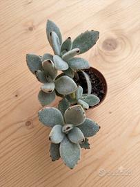 Kalanchoe tomentosa 