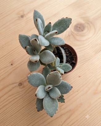 Kalanchoe tomentosa 