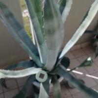 Piante da giardino