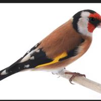 Cardellino maschio giovane Bell canto