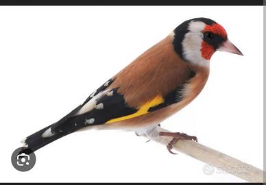 Cardellino maschio giovane Bell canto