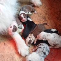 Cuccioli di Pastore Australiano