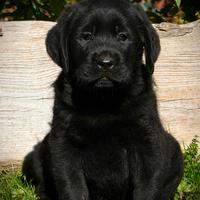 Splendido cucciolo labrador