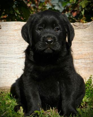 Splendido cucciolo labrador
