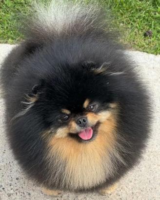 Volpono pomerania TOY ACCOPPIAMENTO BLACK & TAN