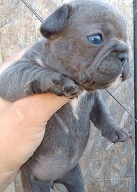 Bulldog francese femmina