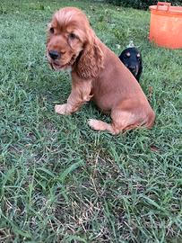 Cuccioli di Cocker Spaniel nero focato