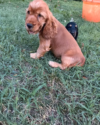 Cuccioli di Cocker Spaniel nero focato