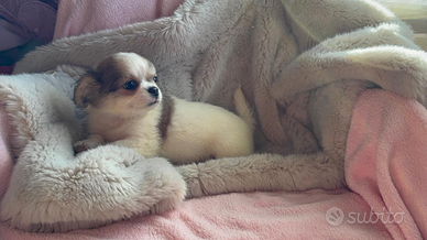 Chihuahua 3 mesi pelo lungo ipertipico