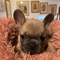 Bulldog francese