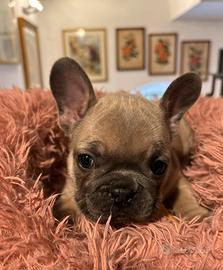 Bulldog francese
