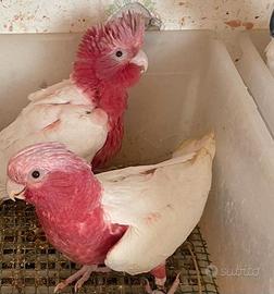 Cacatua allevati a mano