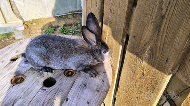 Conigli giganti delle Fiandre