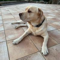 Labrador Retriver Americano per monta