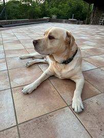 Labrador Retriver Americano per monta