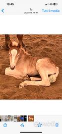 Puledra Haflinger