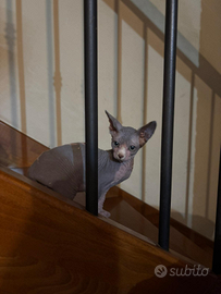 Cuccioli Sphynx