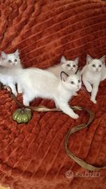 Ragdoll con Pedigree