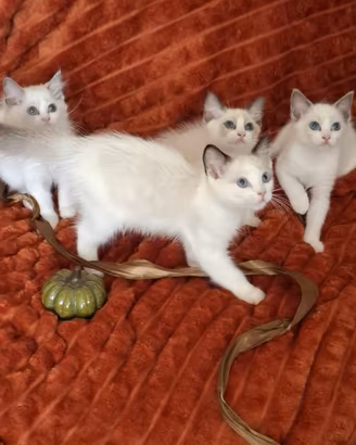 Ragdoll con Pedigree