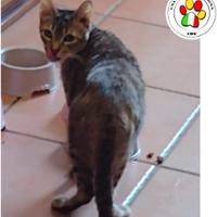 Gatto femmina tigrata 2 anni