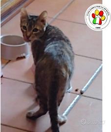 Gatto femmina tigrata 2 anni
