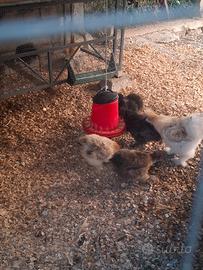Galli e galline moroseta