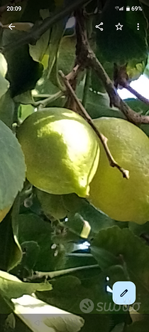 Terreno agricolo limoneto e uliveto ACIREALE