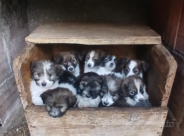 Cuccioli incrocio maltipo