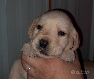 Cuccioli Labrador Retriever 