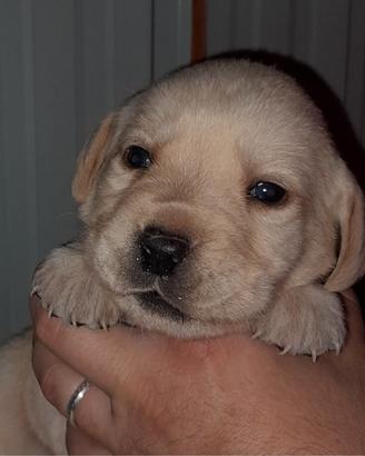 Cuccioli Labrador Retriever 