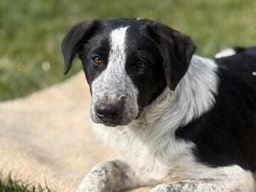 Cuccioli di Border Collie