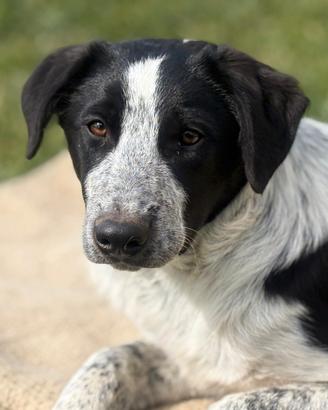 Cuccioli di Border Collie