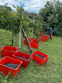 UVA DA VINO 🍇