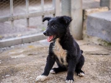 Cucciola femmina Border collie