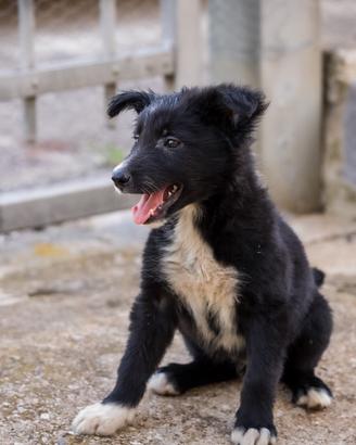 Cucciola femmina Border collie