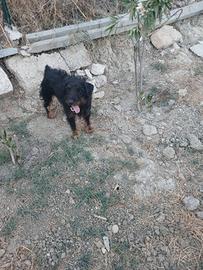 Jagd terrier