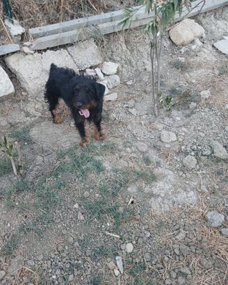 Jagd terrier