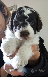 Cuccioli di Lagotto