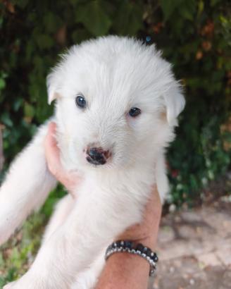 Cuccioli pastore maremmano abruzzese originali
