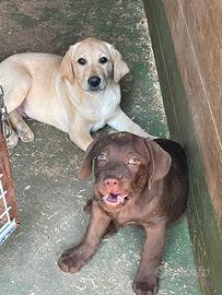 Cuccioli di labrador