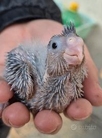 Pulli da imbecco Pappagalli Calopsite